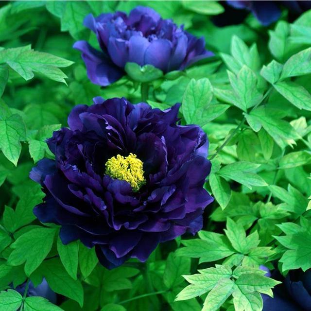 5种花难复花，别再期待了，都是些“一次性花”，介意就不要养