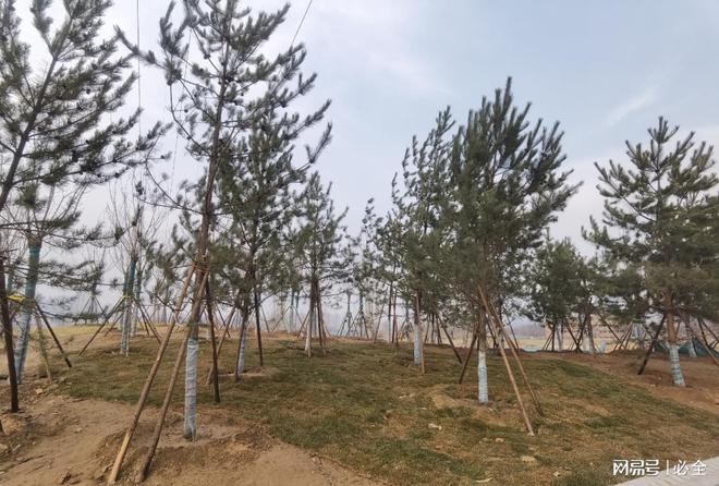 春季苗圃管理工作有哪些？