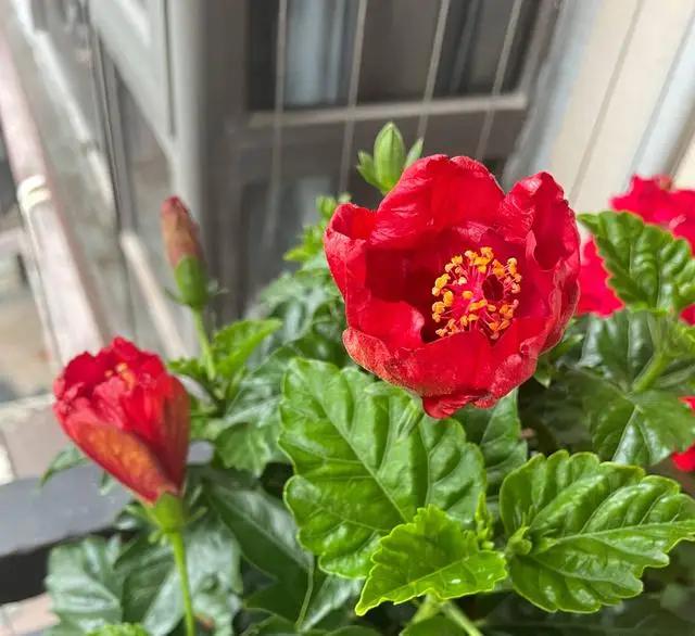 浇花时，巧用“3种水”，枝叶油光发亮，花朵鲜艳更旺盛