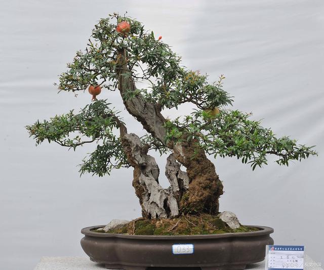 黄荆盆景种植方法：打造自然美景的秘诀