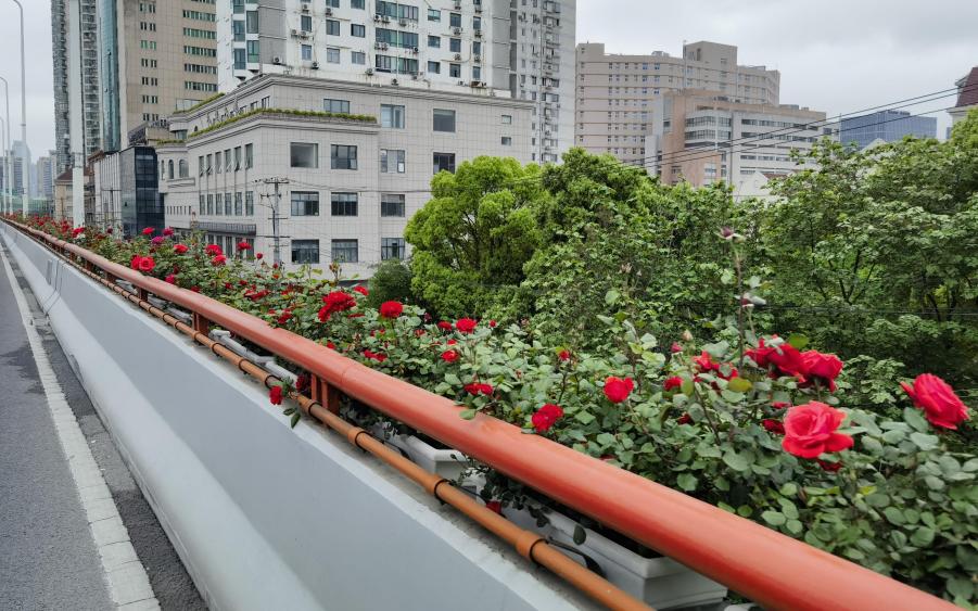 市绿化管理部门开展高架沿口绿化景观保障巡查调研
