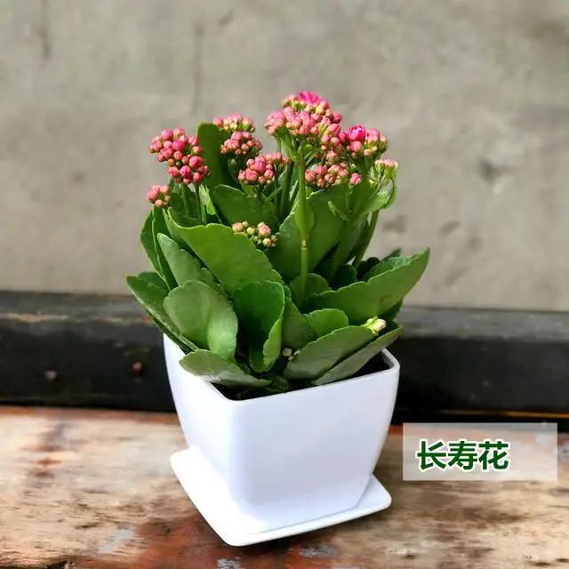 老桩长寿花更漂亮，别再相信谣言，跟着大神一块学习经验吧