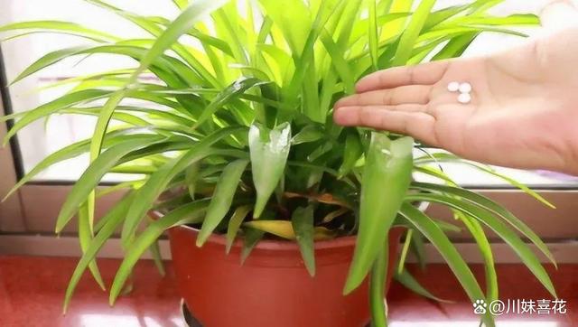 4种过期的小药片，用来养花状态好，根系健壮叶片油绿有光泽