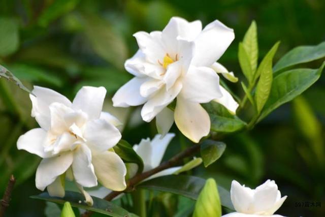 栀子花的浇水方法