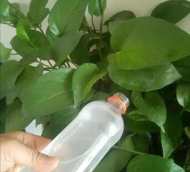 浇花时，巧用“3种水”，枝叶油光发亮，花朵鲜艳更旺盛