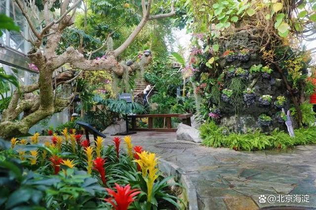 国家植物园花海景观将持续至2月下旬