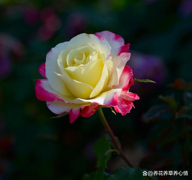 10月后养花，首选4种“爆花王”，四季轮番开，全年是花海