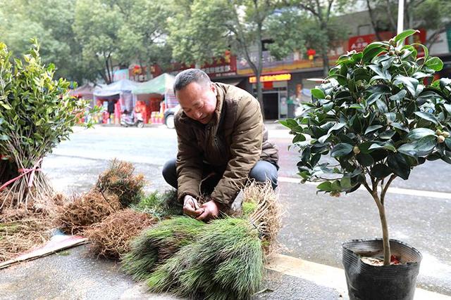 江西峡江：春来苗木俏
