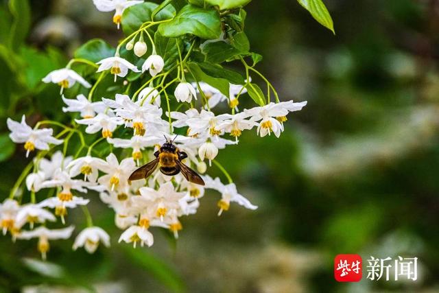 “花中西施”杜鹃、南京“土著”秤锤花都开了