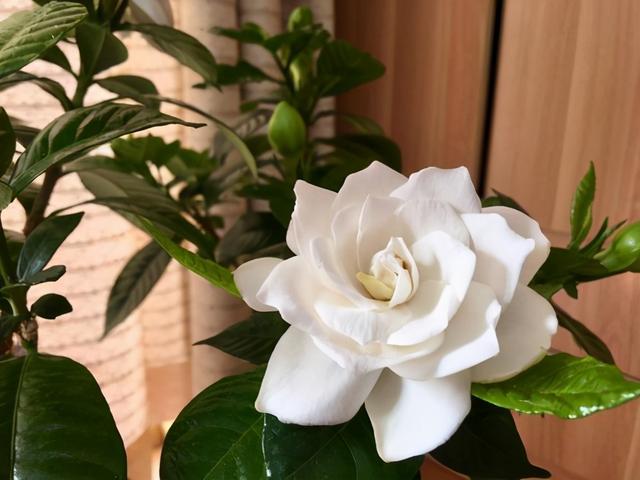 4种耐热花，天热不要“断粮”，多浇一壶水，或许就能多开一茬花