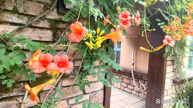 家乡美景风光秀：衡阳市南湖公园凌霄花绚丽绽放，灿烂夺目