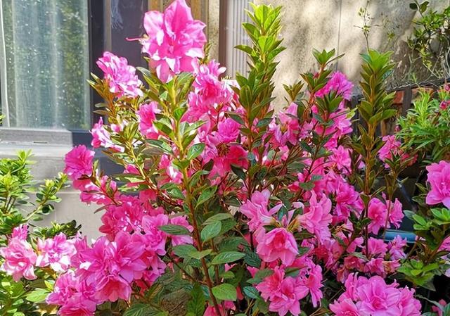 新手养杜鹃花，就选安酷杜鹃“康乃馨”，皮实好养，多季有花赏