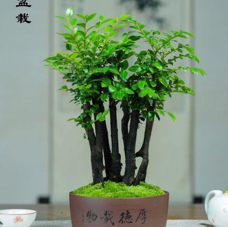 “小叶紫檀”养护，要注意这几点，生长旺盛，一起来学习下吧