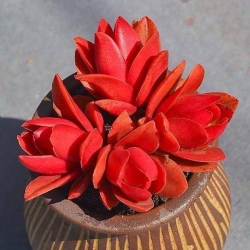 养花不能用大盆，何为大盆？植物“选盆”规则，学不会就养不好花