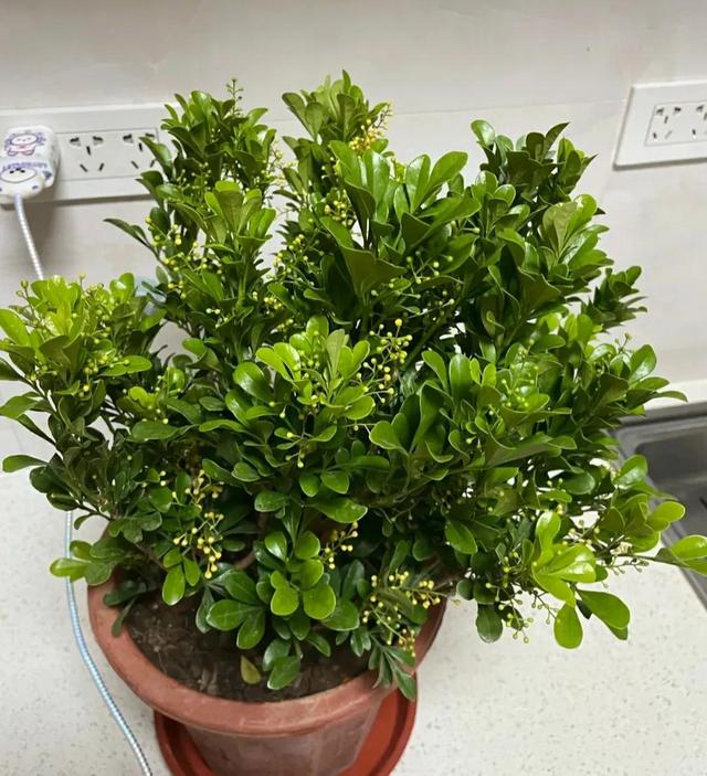 这种花“烟瘾”大，土壤中撒点烟灰，只见花朵不见叶
