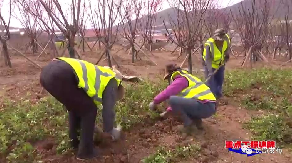 长岛：加快绿化景观提升 绘就高质量发展生态底色