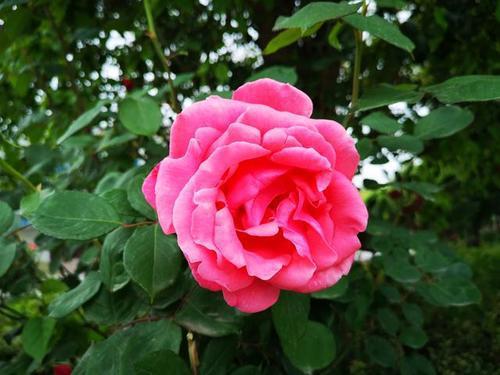 进入7月，月季度夏有“4怕”，小心叶黄、不开花，越养越烦