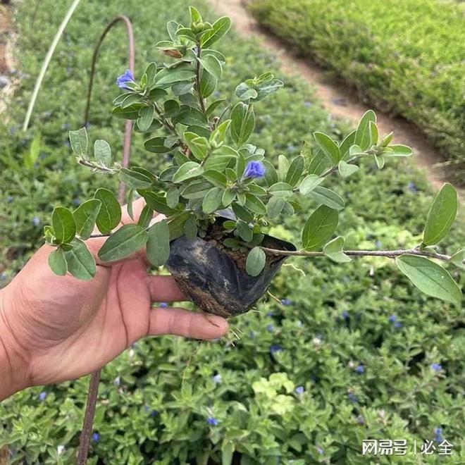 “蓝星花”怎么种才能更茂盛