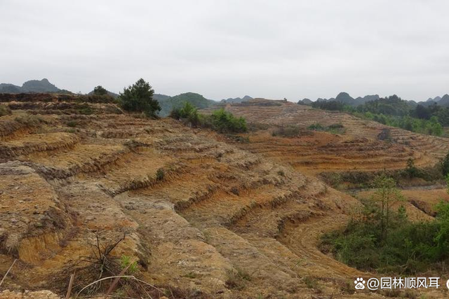 “退林还耕”3年：几家欢喜几家愁！荒山、荒坡成了抢手资源