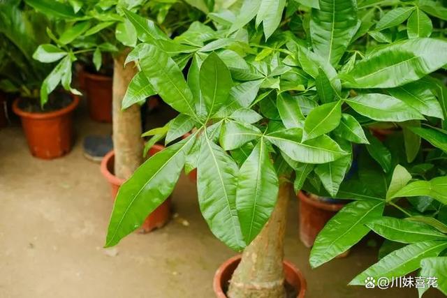 居家养花推荐你养这5种，寓意美好带来好兆头，皮实好养适合新手