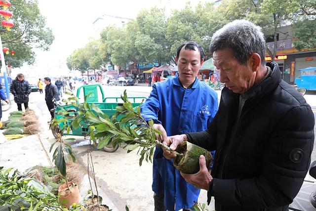 江西峡江：春来苗木俏