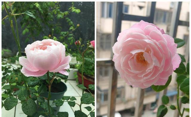 想拥有一面大花墙吗？养一棵“粉达”吧，多季开花，小阳台也能养