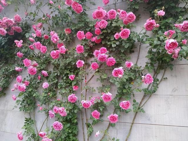 3种爬藤月季，长势旺盛，一根枝条三四米，一年一个“大花墙”