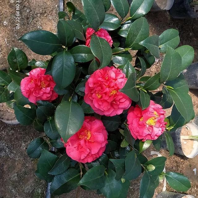 它被誉为“茶花之王”，香气馥郁，花色艳丽，花期长达小半年