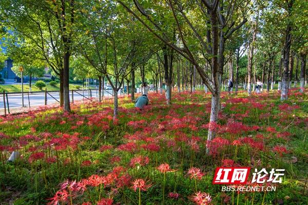 绿化带里还藏着多少惊喜？坐标长沙岳麓区：彼岸花盛放