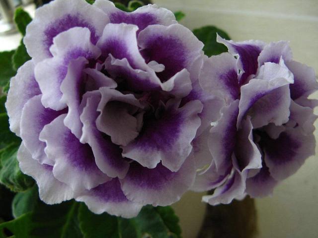 2种花天生怕晒“太阳”，再喜欢也别晒，否则叶黄、不开花