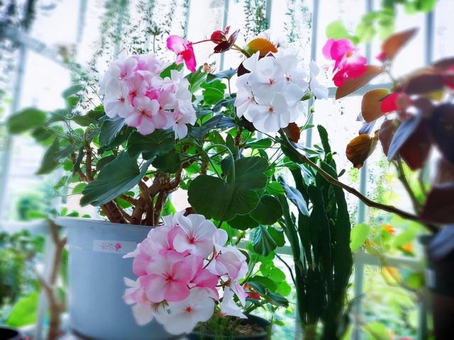 温度高，8种花再旱也“不能喷水”，不是唬人，都是花钱买的教训