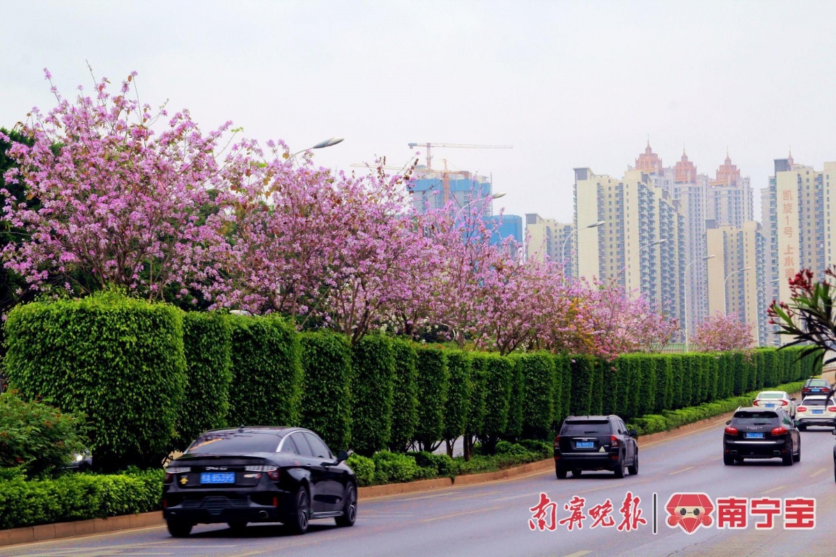 南宁市春季大修剪拉开序幕，“绣花”功夫提升城市道路绿化“颜值”