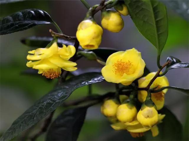6种“娇贵花”，买之前要做好预算，不过再贵，入手一盆也不亏