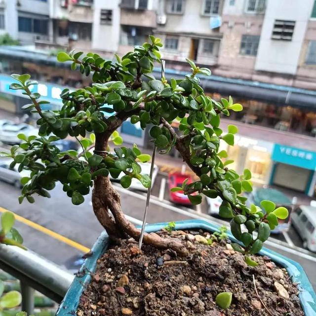 秋凉之后，金枝玉叶迎来了高光时刻，但在这之前，要先做好修剪