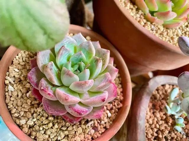 天气热，多肉怎么养？做好3步，再热也不怕，枝叶肥壮，越长越美