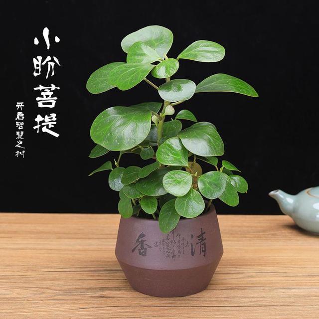 最有“佛缘”的植物，栽种在家中有着极好的兆头，更能修身养性
