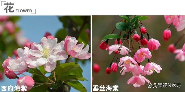 景观绿化中易混淆的植物品种。还在傻傻分不清吗