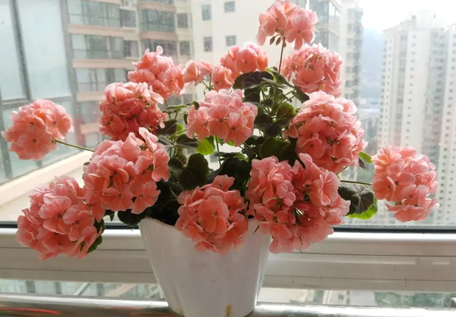 养花总共分“5步”，都做对，是养花高手，做错一步，能把花养死