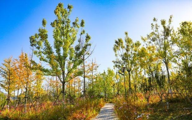 市中区兴隆公园绿化工程已完成 以流动的山水诗为主题
