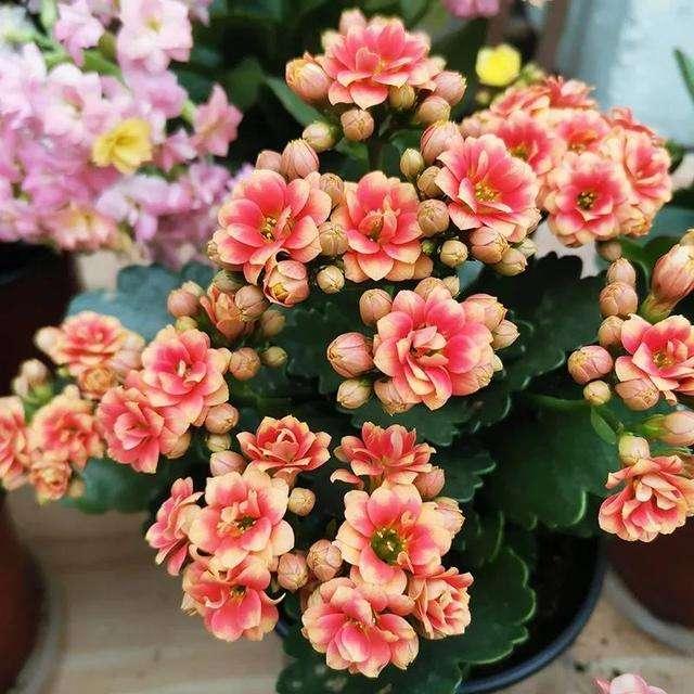 5种花佛系养不好，多修剪才能“再生”，剪得越狠开得越好