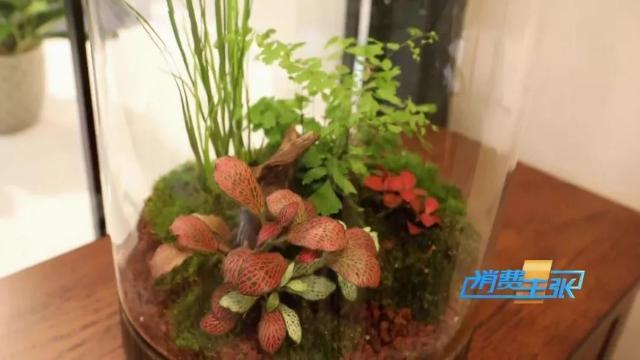 家里养花有啥讲究？这几点要注意