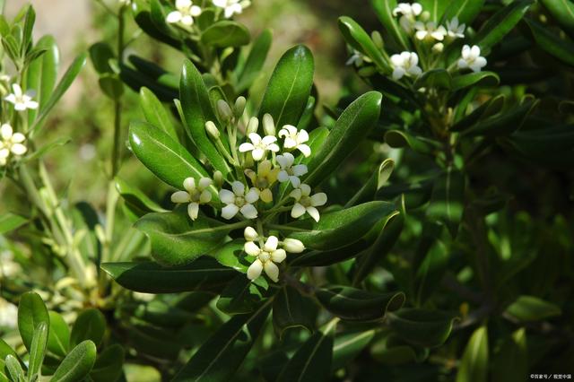 米兰花为什么不开花