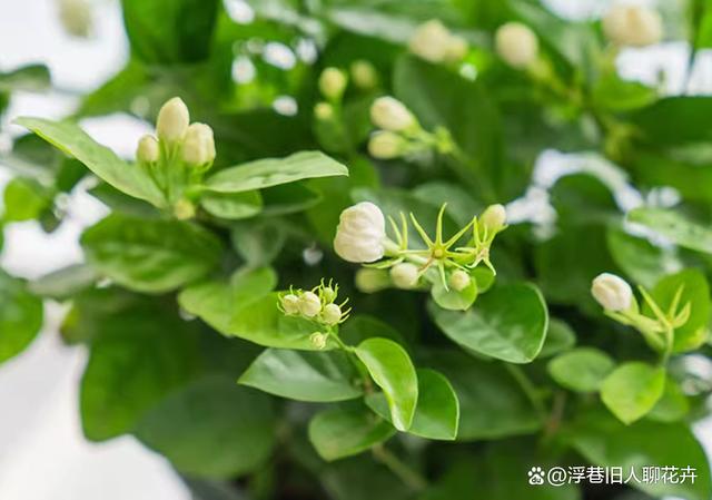 三伏天茉莉花养护，4件事情做起来，伏天花朵蹭蹭开