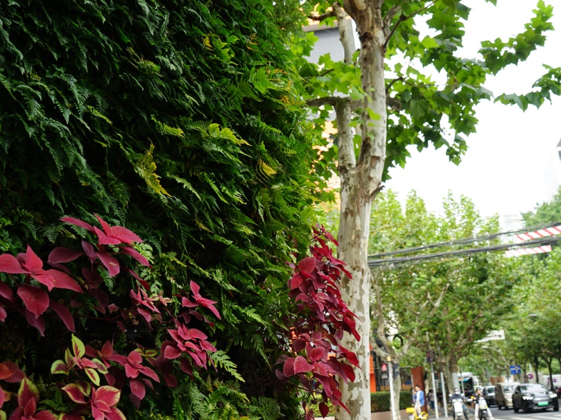 推进静安区立体绿化，在胶州路上赏“绿水青山”