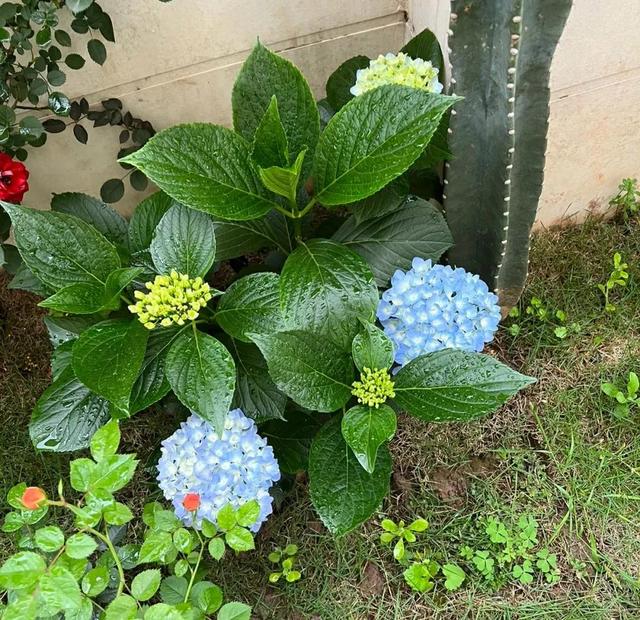 6、7月份，适合扦插4种花，插在土里就能活，特别省心