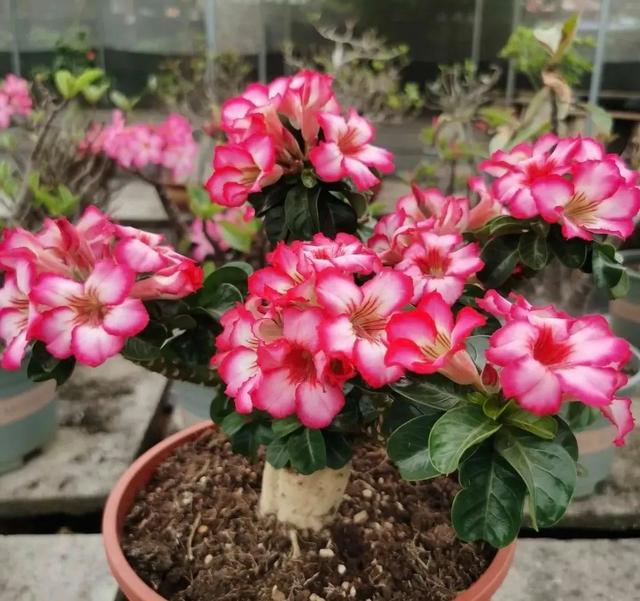 养这5种花“狠狠虐”，个个喜欢住小盆，花盆越大越不开花！