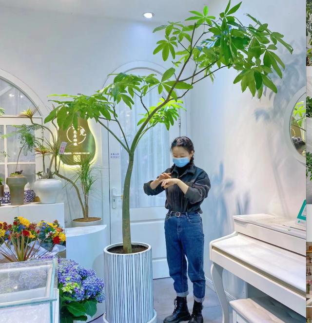 室内养花有忌讳，这“5个位置”不能养，放一盆死一盆！