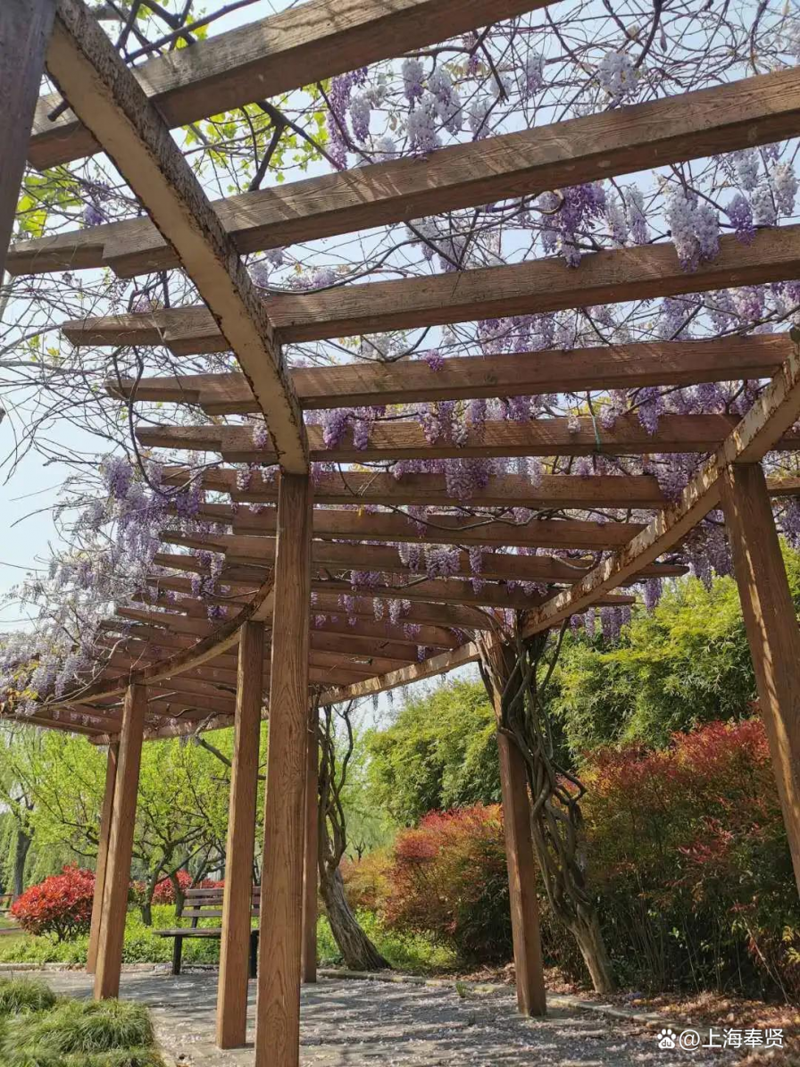 立体绿化为建筑披绿衣，让森林城市更低碳