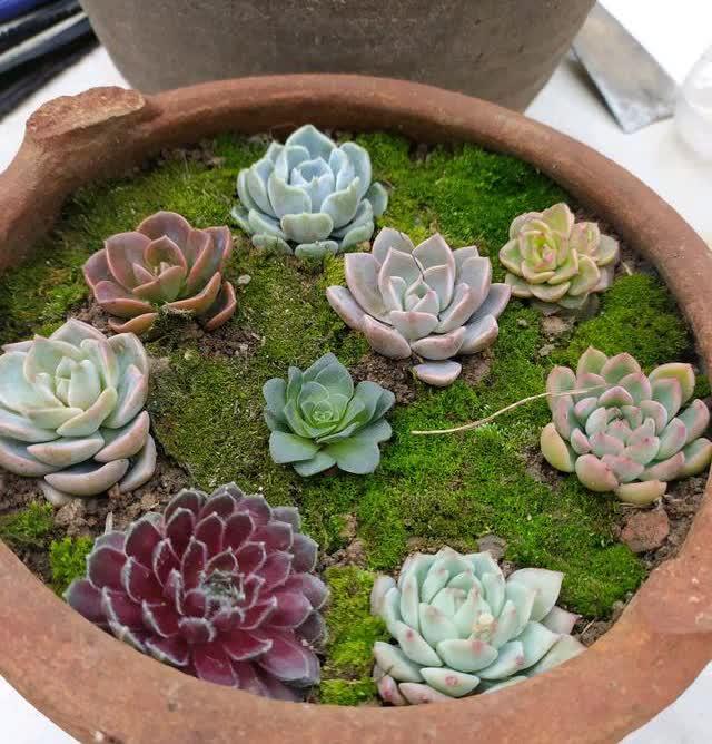 破碎的菜坛，养多肉，独特而美