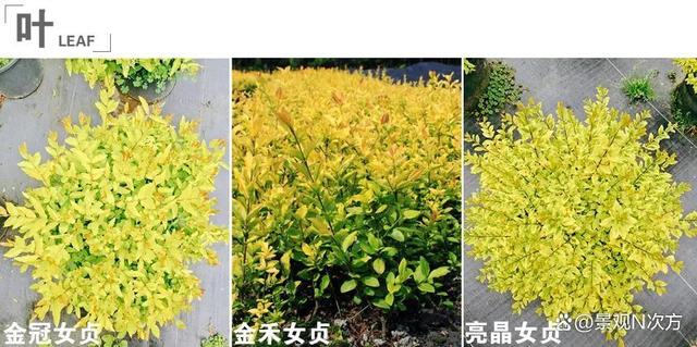 景观绿化中易混淆的植物品种。还在傻傻分不清吗